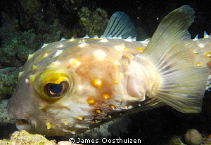A very sad looking pufferfish. Taken on a night dive by James Oosthuizen 